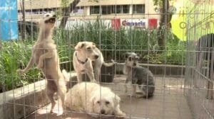 adopción ilegal de mascotas
