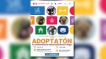 Adoptatón