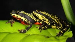 anfibios