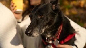 animales domésticos, perro