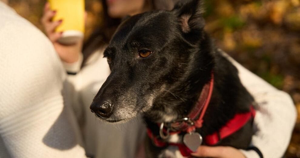 animales domésticos, perro