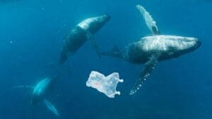 ballenas