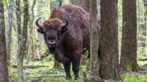 biodiversidad