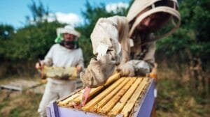 Lo hace a través de la “Guía de adaptación al cambio climático para el Camino de Santiago Francés”