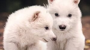 lobo