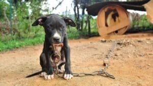 maltrato animal