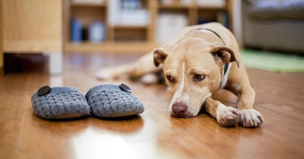 ¿Qué pasa cuando el último protector de animales ya no está? 11 perros tristes