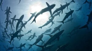 tiburones