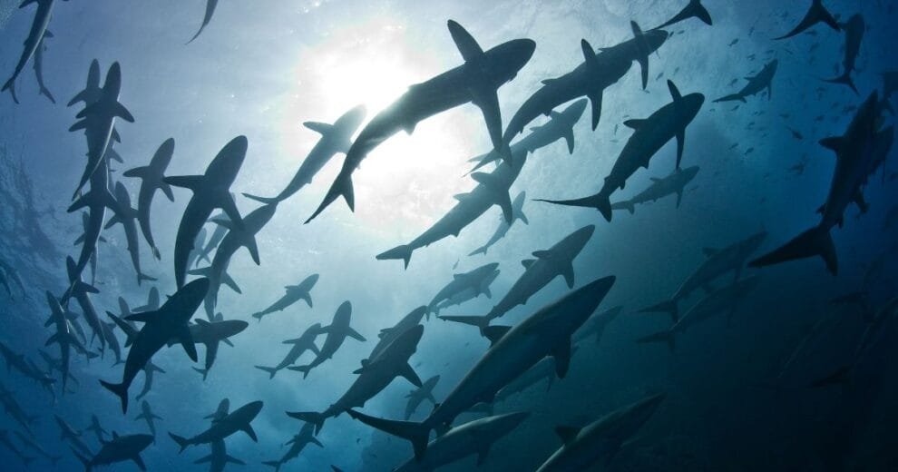 tiburones