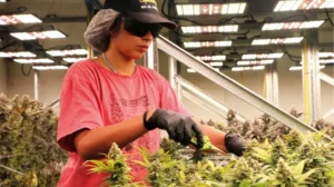 Cultivar cannabis para salvar un planeta que agoniza Por Santiago Carrillo 0.jpg
