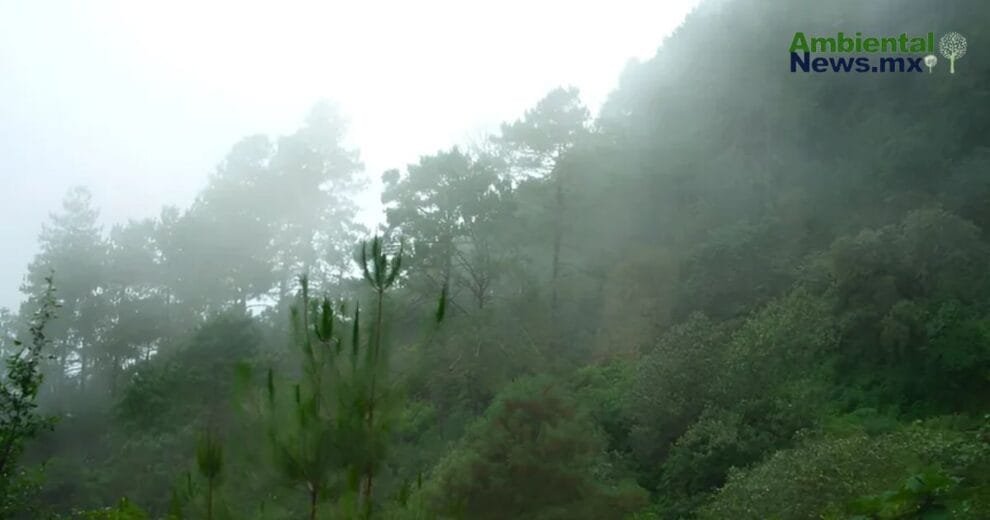 Decidir sobre la tierra Oaxaca abre camino a pueblos originarios
