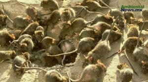 El cambio climatico como detonante de plagas urbanas