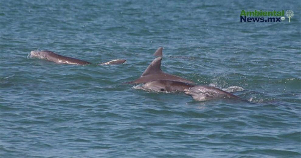 La costa se queda sola: caen los avistamientos de delfines 10 La costa se queda sola: caen los avistamientos de delfines
