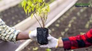 Nezahualcóyotl siembra esperanza: Nace el primer 'bosque de bolsillo' de México