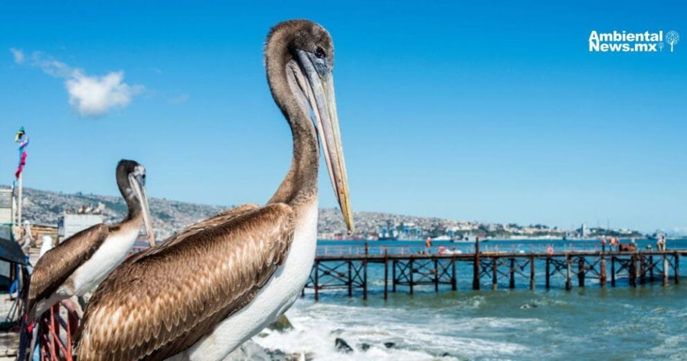 RappiCard y el Museo Nacional del Axolote se unen para proteger al ajolote con arte reciclaje y conciencia ambiental 1