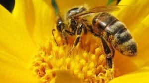 abejas