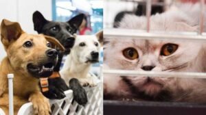 perros y gatos rescatados