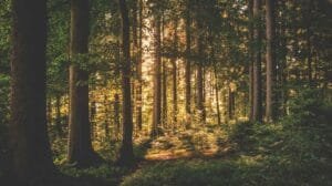 ecosistemas forestales