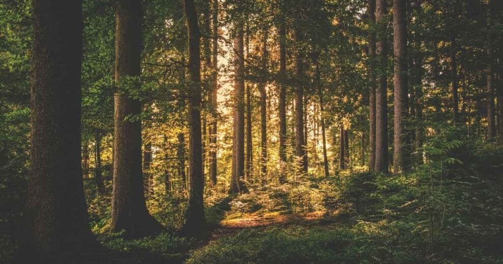 ecosistemas forestales