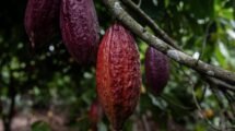 cacao