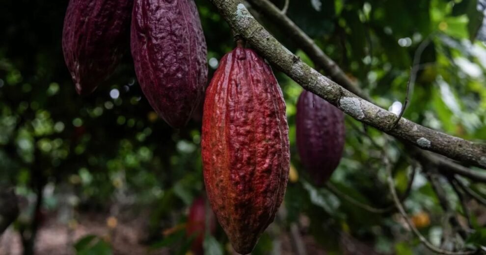 cacao