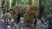 jaguares