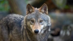 lobo