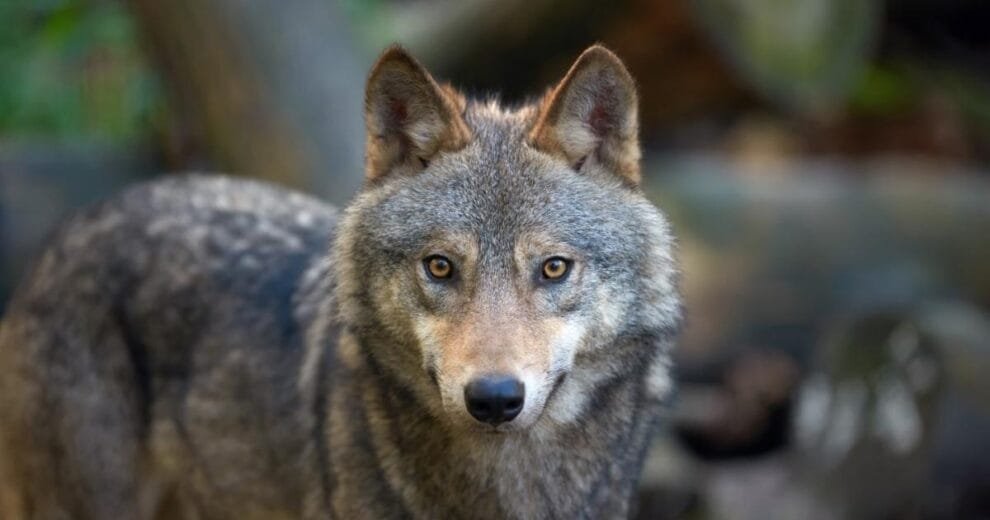 lobo