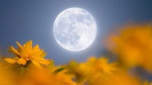 Luna de Flores 2025
