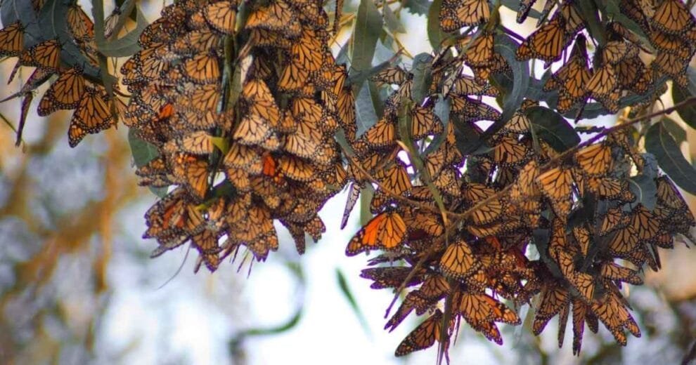 mariposa monarca