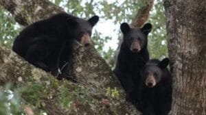 oso negro