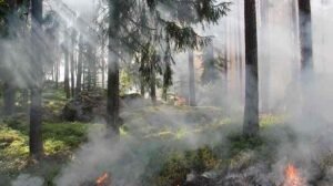 bosques tropicales