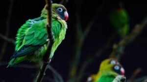 Aves en apuros