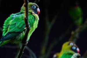 Aves en apuros