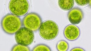 Microalgas