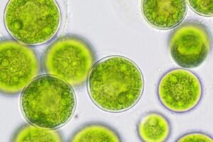 Microalgas
