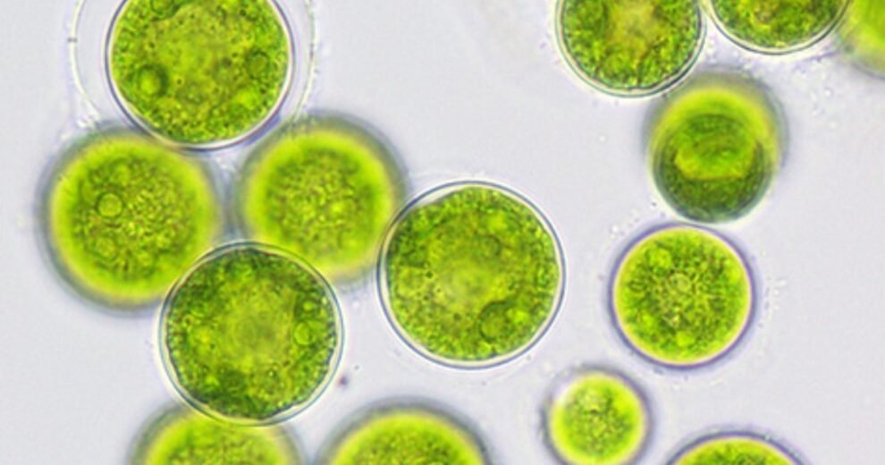 Microalgas y tecnología verde: soluciones reales para descontaminar el agua 10 Microalgas