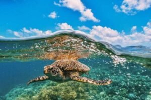 fauna silvestre