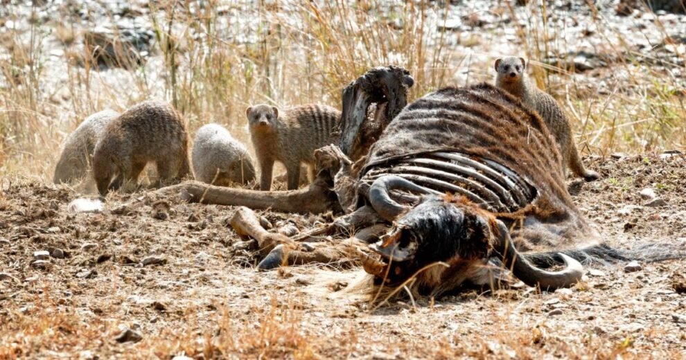 El cambio climático se consolida como la tercera gran amenaza para la vida silvestre 11 vida silvestre
