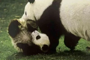 50 años de panda