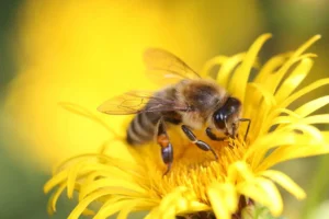 abeja en una flor amarilla