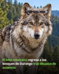 El lobo mexicano regresa a los bosques de Durango tras décadas de ausencia 1 AMBIENTALNEWS RS 4