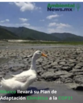 México llevará su Plan de Adaptación Climática a la COP31 3 AMBIENTALNEWS RS 9