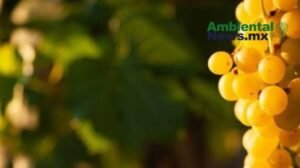 AMBIENTALNEWSMX WEB 1 16