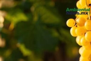 AMBIENTALNEWSMX WEB 1 16