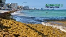 AMBIENTALNEWSMX WEB 12 3