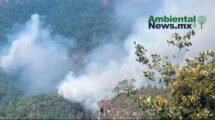 AMBIENTALNEWSMX WEB 29