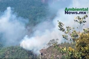 AMBIENTALNEWSMX WEB 29