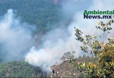 Incendios forestales golpean a Hidalgo; reportan 140 casos durante 2026 15 AMBIENTALNEWSMX WEB 29