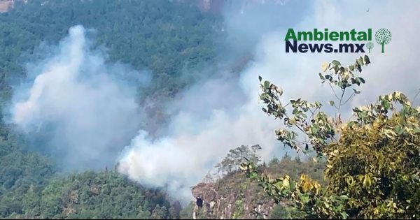 AMBIENTALNEWSMX WEB 29